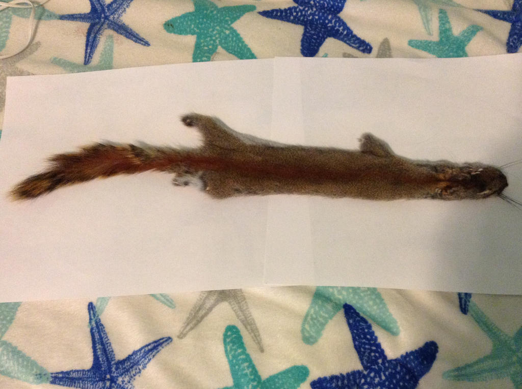 Squirrel pelt by TheSilverAxolotl on DeviantArt