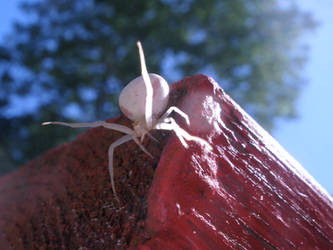 White Spidey