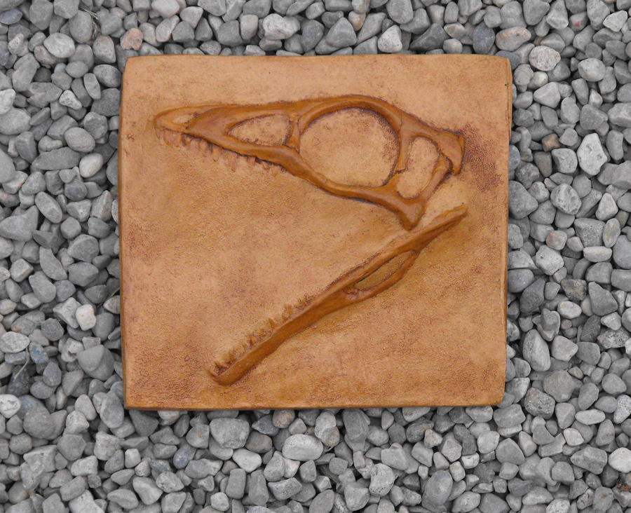 Compsognathus Skull by PiecesOfPrehistory on DeviantArt