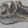 Allosaurus Skull - Winterstone