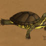 Trachemys Scripta Scripta