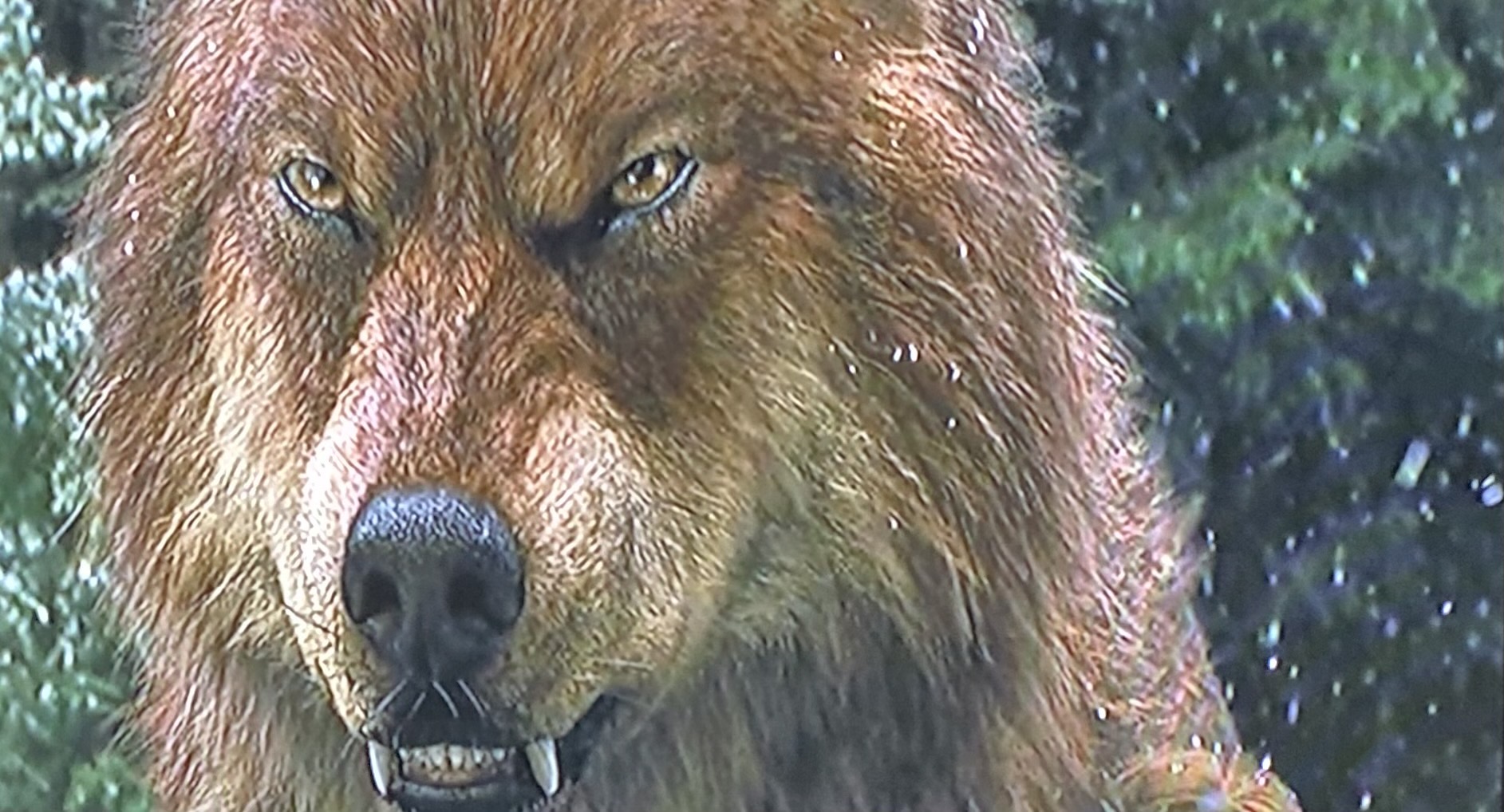 Twilight: Wolf Jacob growling #4 by kaelynturtle350 on DeviantArt