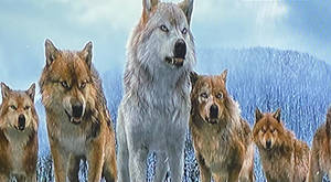 Twilight: Wolf leah, Seth and the pack