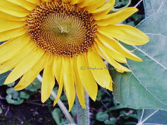 Sunflower Love