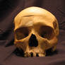 Skull 4