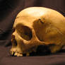 Skull 5