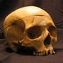 Skull 8