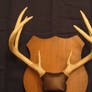 Horns
