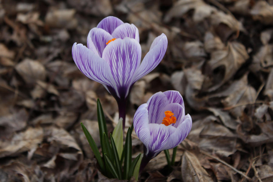 Spring Flowers 2