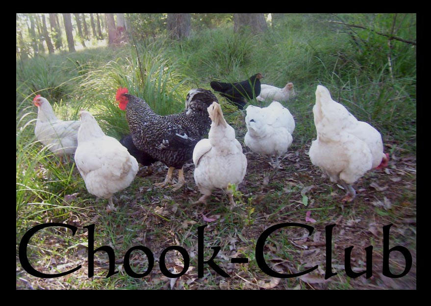 chook club