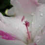 Dancing in the Rain