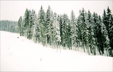 Alpine Trees