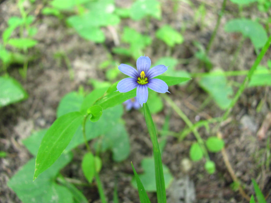 Tiny Purple Flower 4