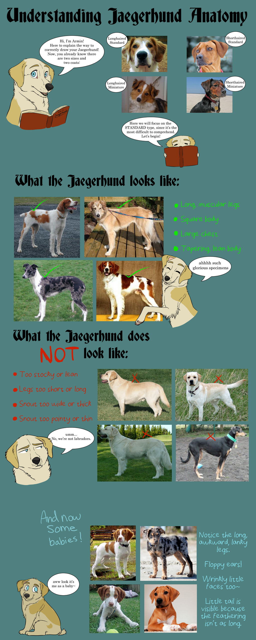 Understanding Jaegerhund Anatomy