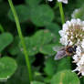 La mouche butine aussi