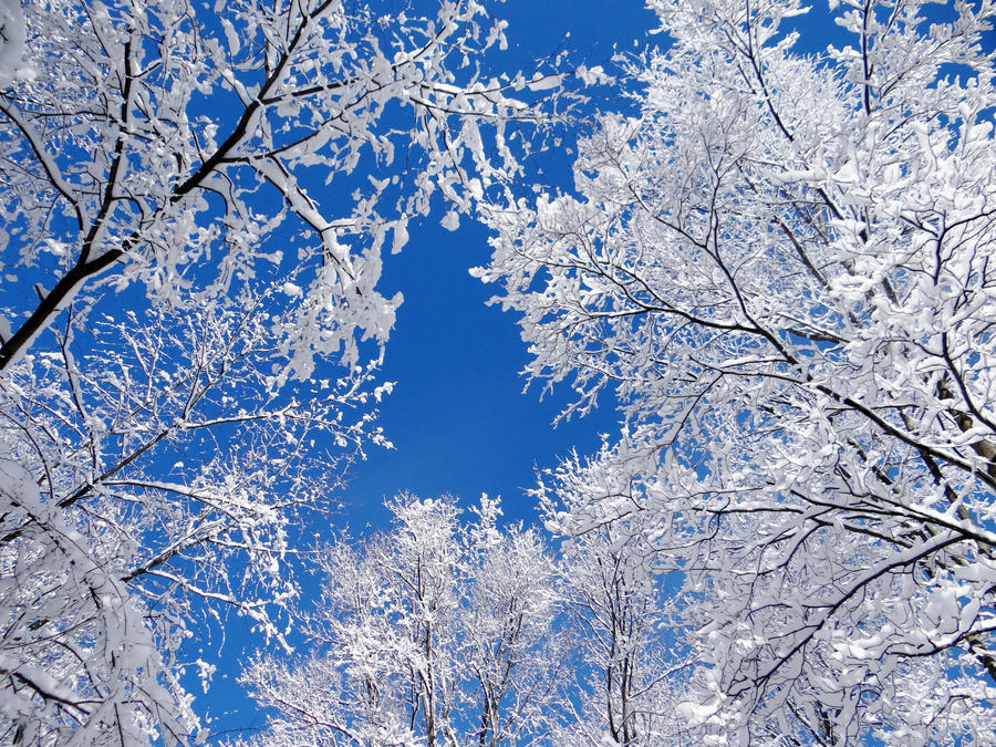 White Canopy