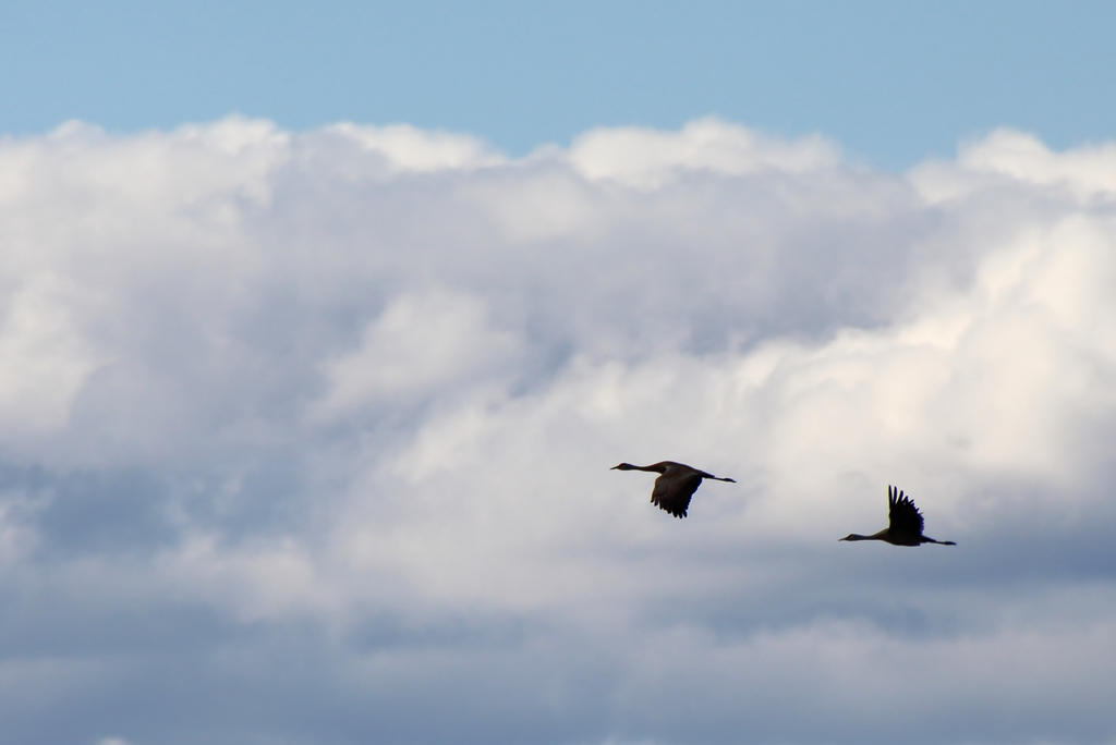 Among the Clouds