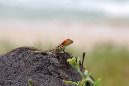 Lava Lizard