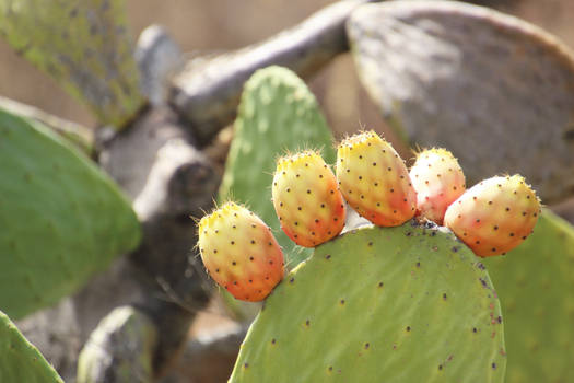 Cactus