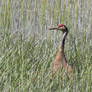 Tall in the Grass