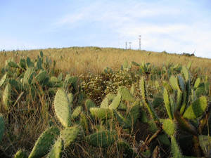 Cactus field