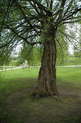 Tree at the Park