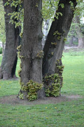 Tree at the Park 2