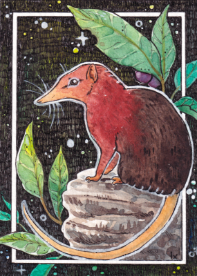 ACEO Black and Rufous Elephant Shrew