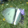 Hello butterfly