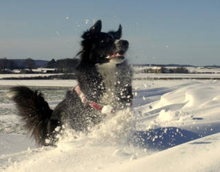 French Collie