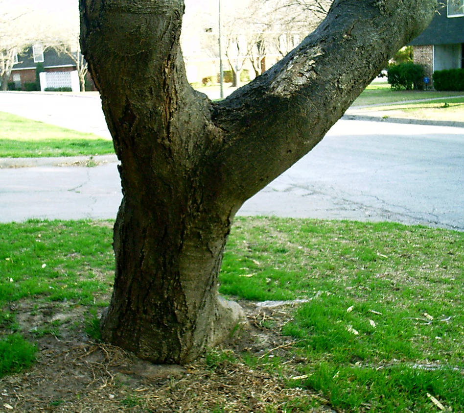 even TREES do handstands by Cynder-Elluh on DeviantArt
