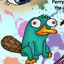 perry The Pet Platypus