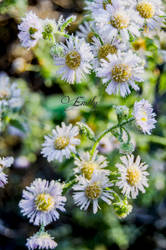 frozen flowers