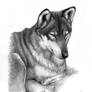 Antoschka - Portrait of a wolf