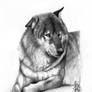 Ekki - Portrait of a wolf
