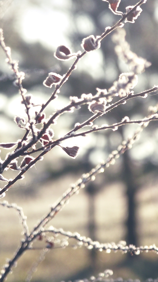 a blanket of frost