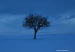 Frozen Night Tree by Ravenb2