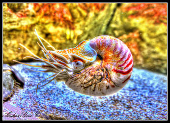 Shellfish by andreareno