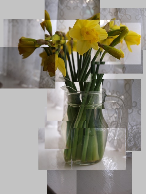 Daffodils