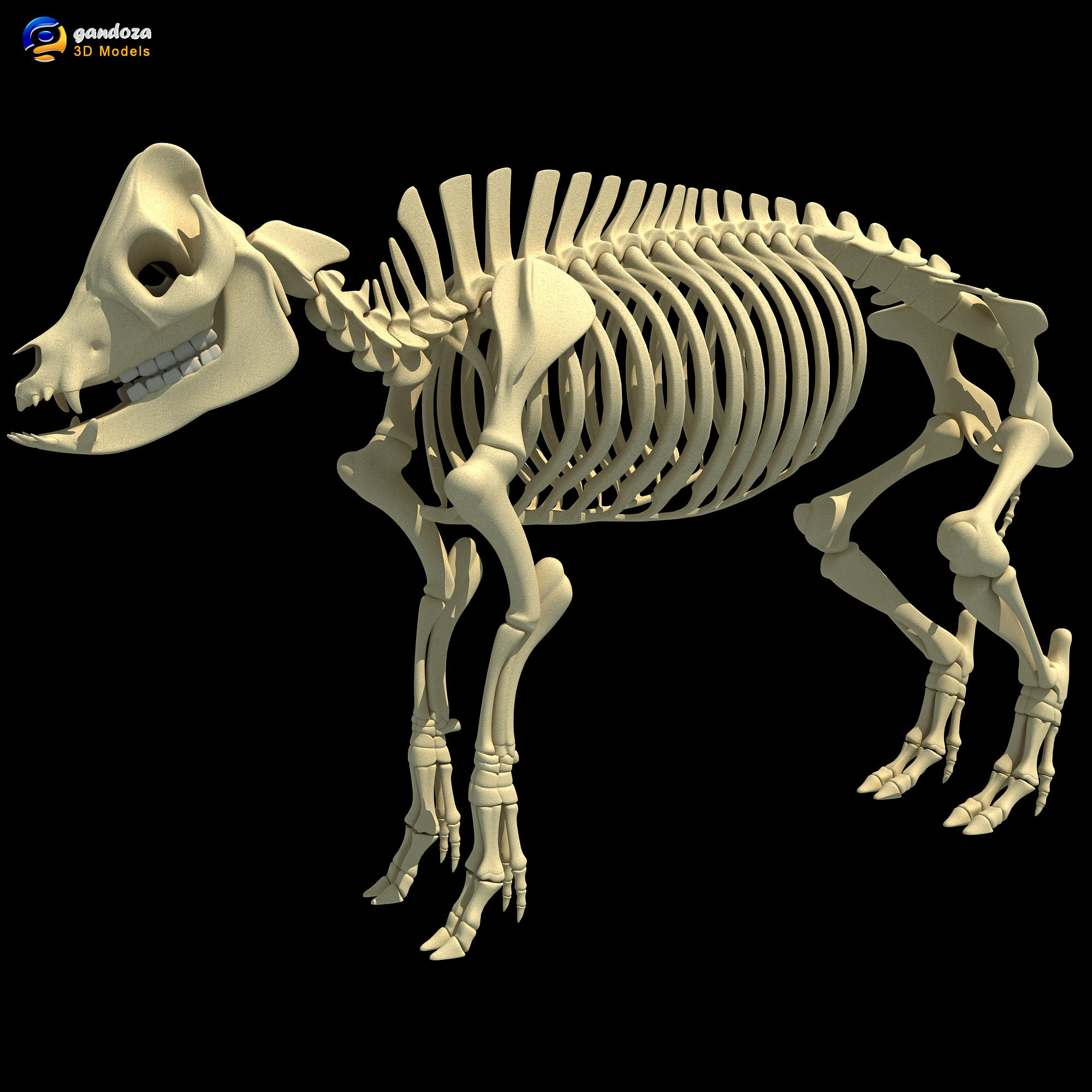 Pig Skeleton - 3D Animals