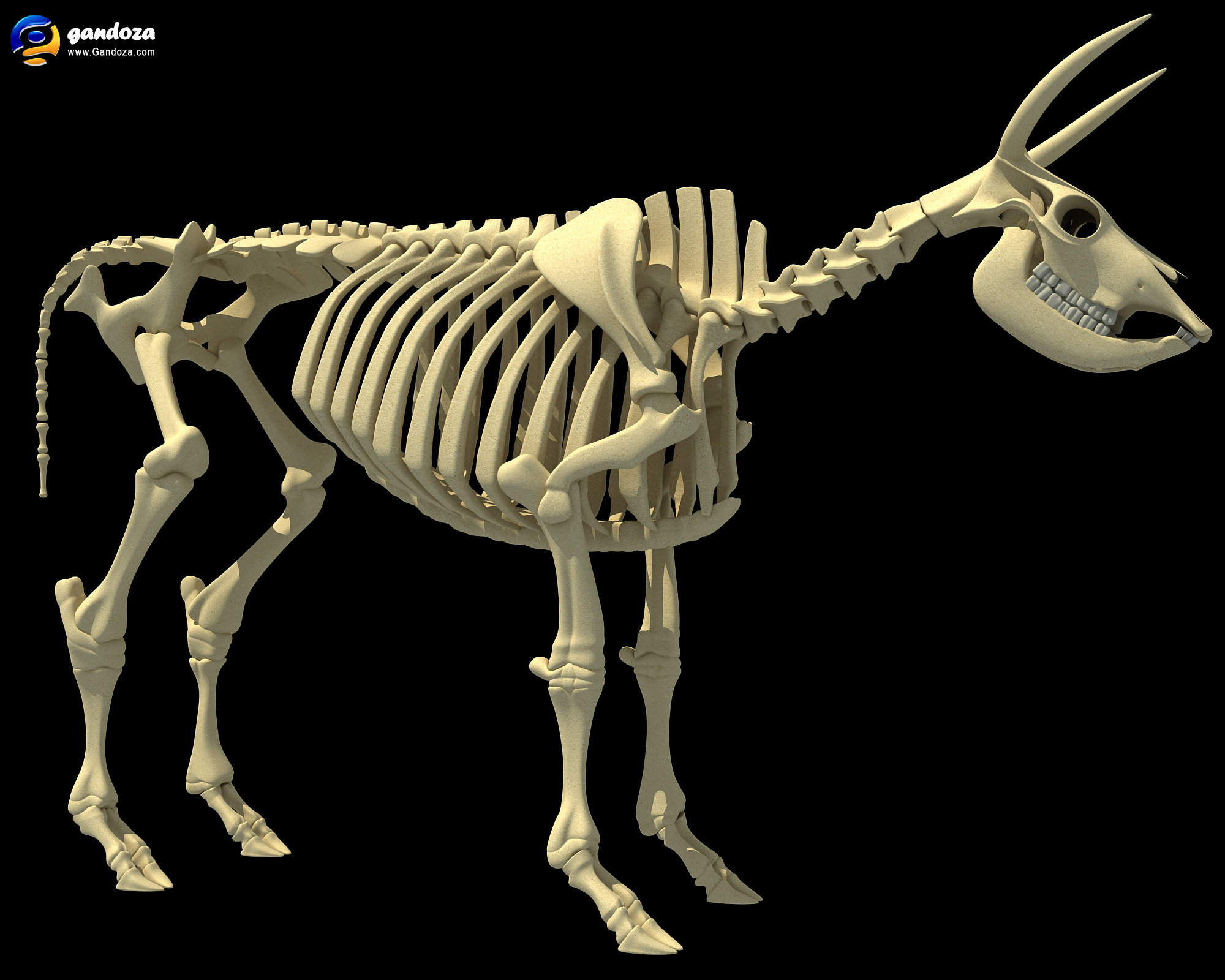 Cow Skeleton