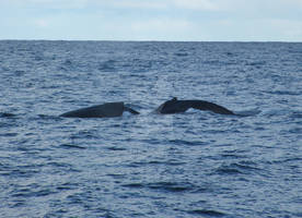 Whales Diving