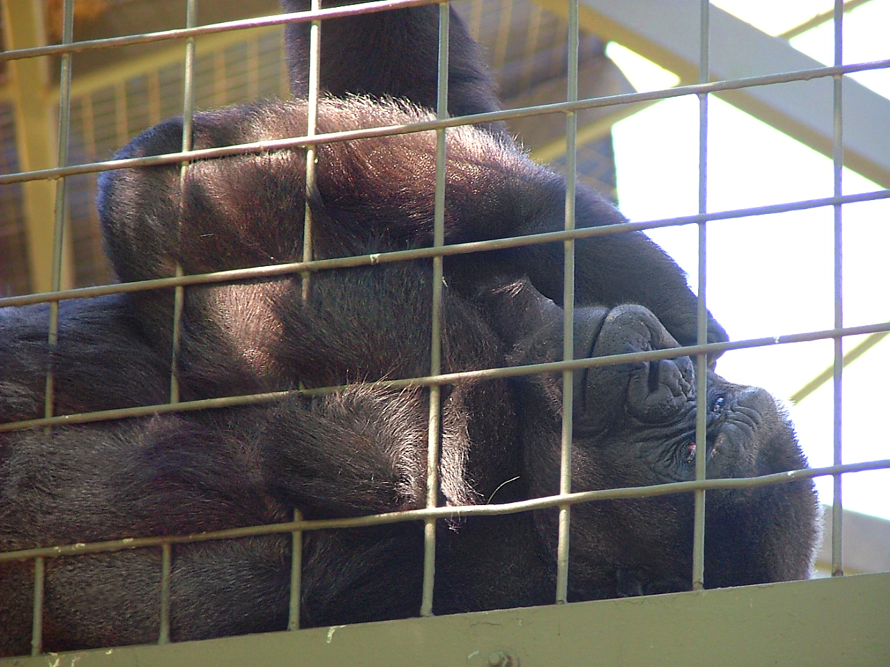 Gorilla