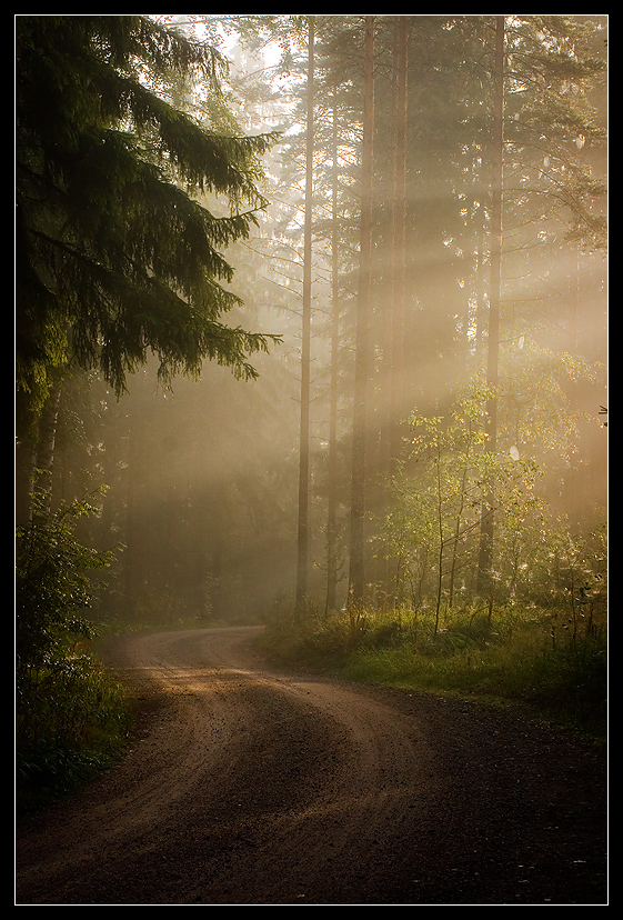 Misty morning