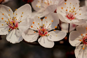 Fruit Tree Flower