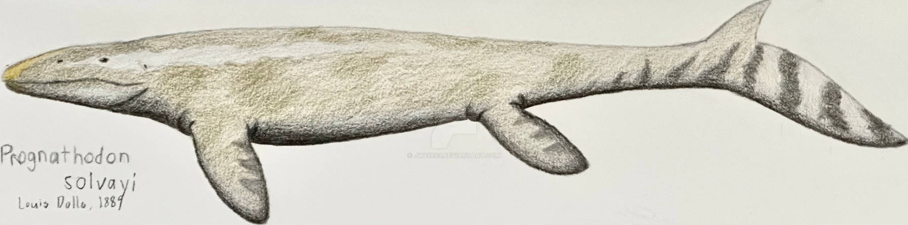 Prognathodon - 6/2/2026
