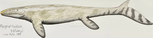 Prognathodon - 6/2/2026