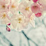 Spring Promises - Wallpaper