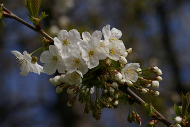 White flowers