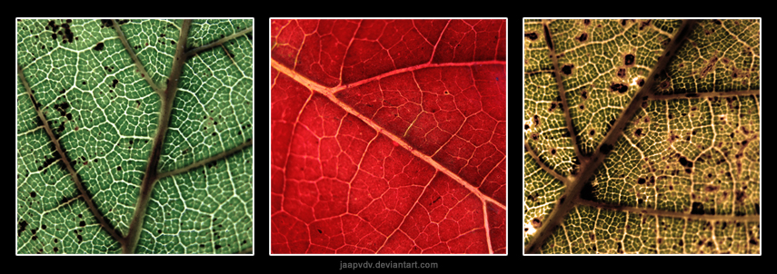 The Colours of Autumn by JaapvdV